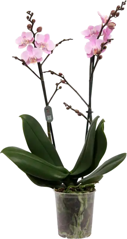 Outlet | bloomling Vlinder Orchidee ‘Multi. Light Pink‘ - 2 Takken