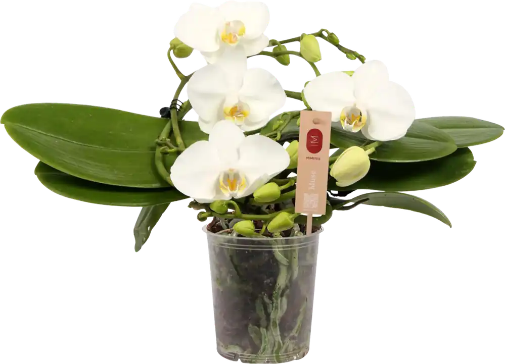 Nieuw | bloomling Vlinderorchidee ‘Muse White‘