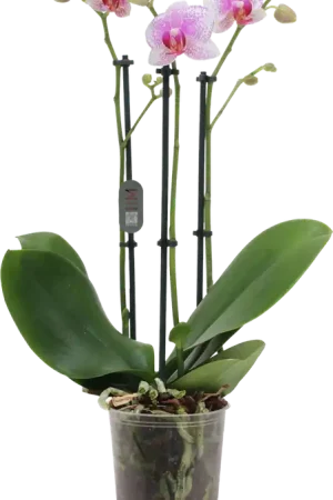 Bestel nu | bloomling Vlinderorchidee ‘Rotterdam‘ - 3 Takken