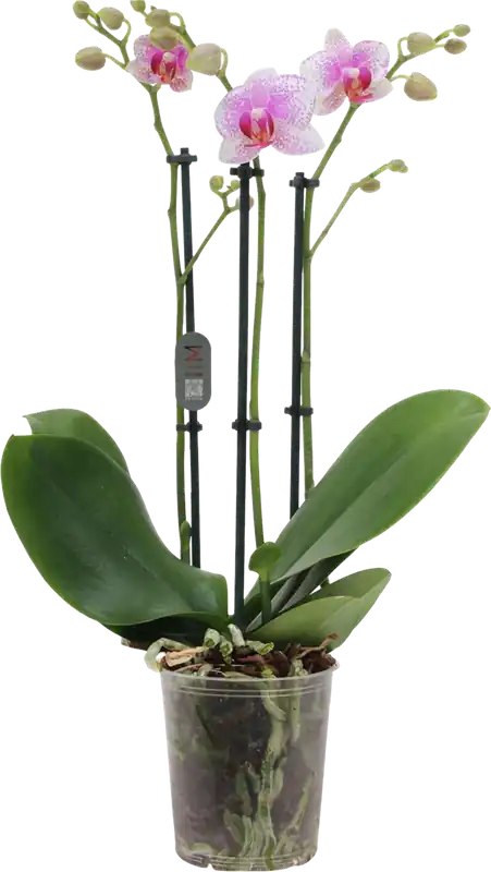 Bestel nu | bloomling Vlinderorchidee ‘Rotterdam‘ - 3 Takken