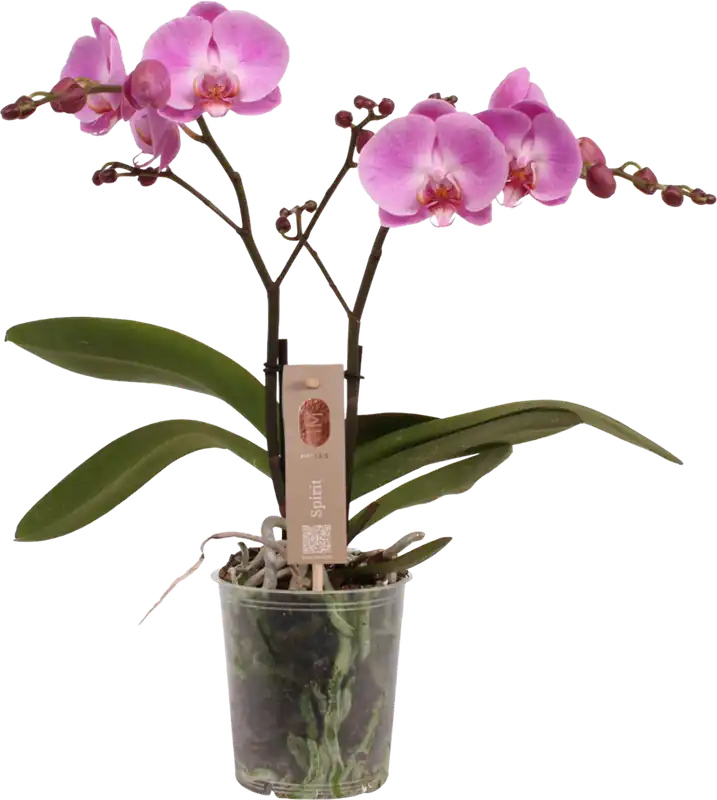 bloomling Vlinderorchidee ‘Spirit Pink‘ - 2 Takken | Rechtstreeks uit de fabriek