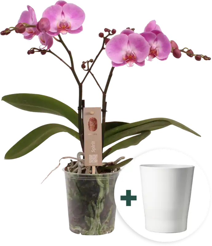 bloomling Vlinderorchidee ‘Spirit Pink‘ inclusief Keramische Bloempot - Goed beoordeeld