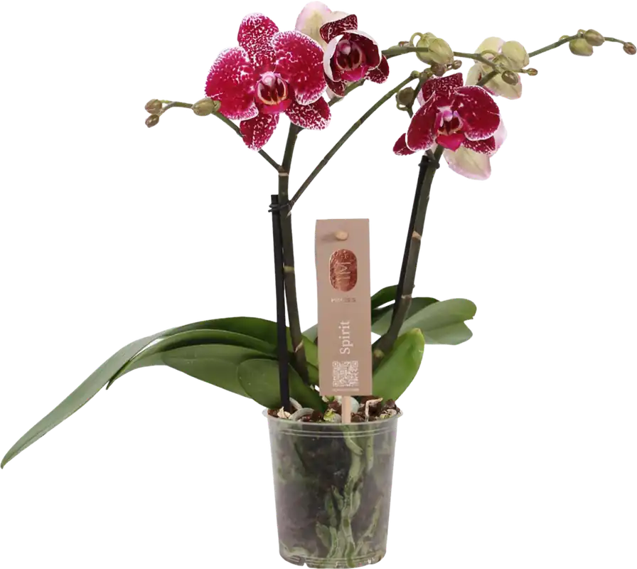 bloomling Vlinderorchidee ‘Spirit Red‘ - 2 Takken - Prijs verlaagd