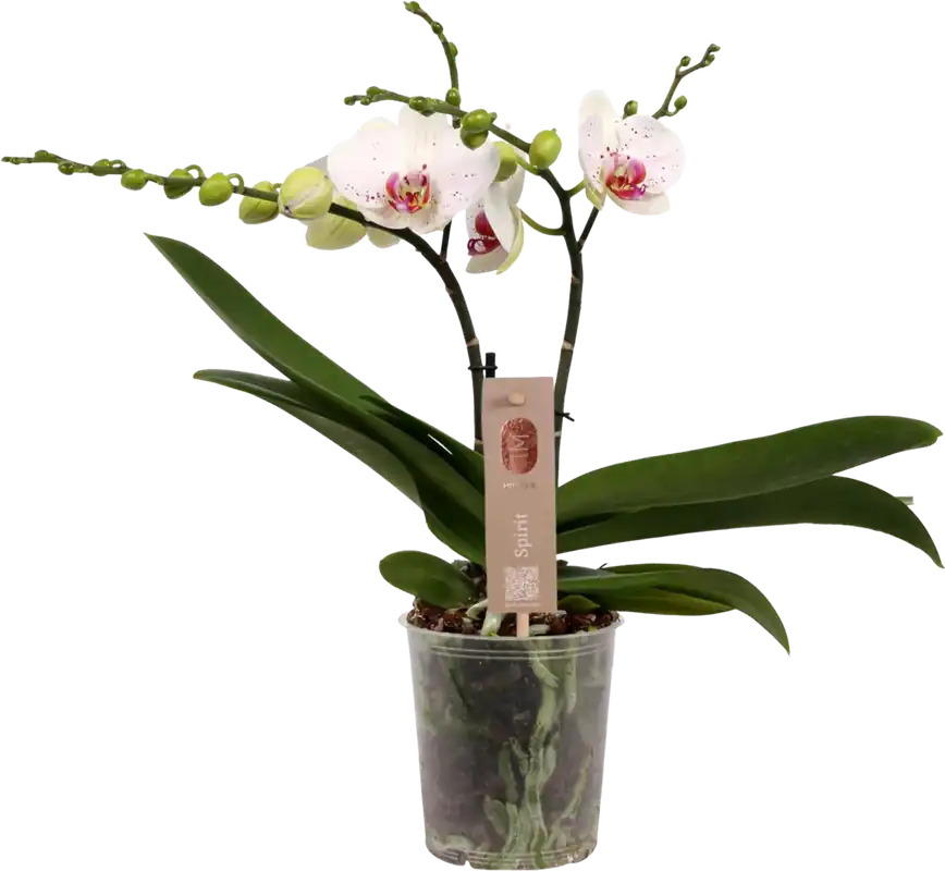 bloomling Vlinderorchidee ‘Spirit White Special‘ - 2 Takken - Expreslevering