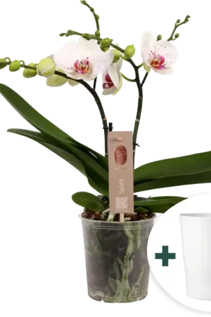 Aanrader - bloomling Vlinderorchidee ‘Spirit White Special‘ inclusief Keramische Bloempot