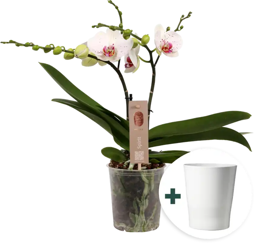 Aanrader - bloomling Vlinderorchidee ‘Spirit White Special‘ inclusief Keramische Bloempot