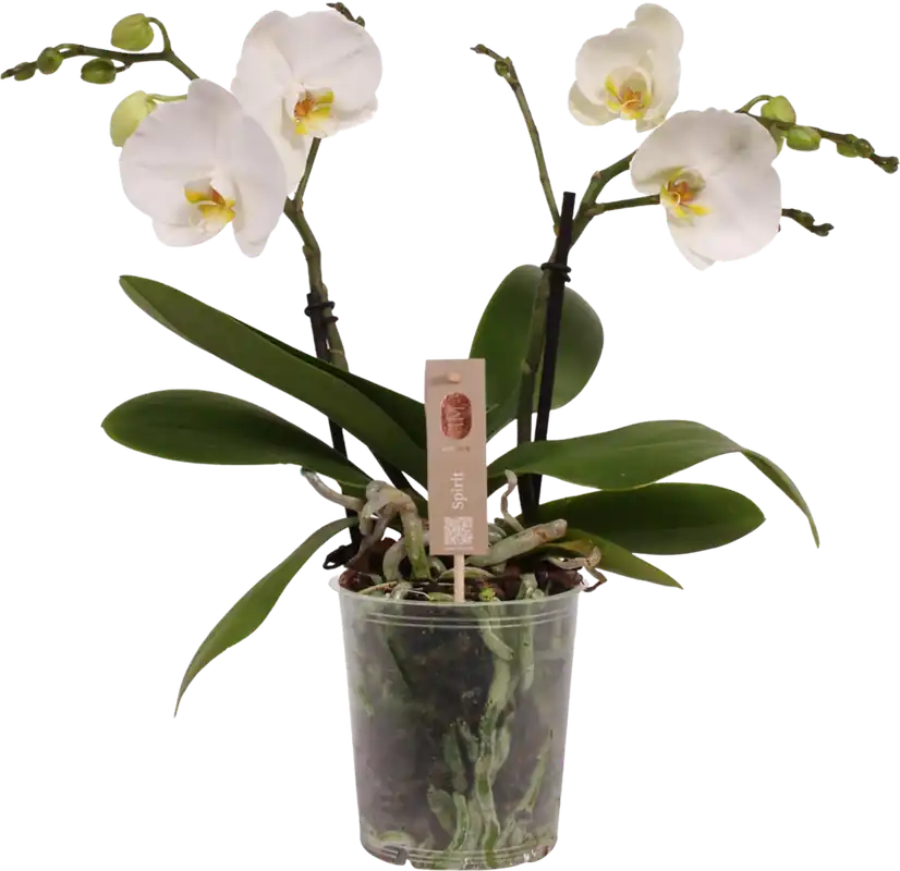 Snelle verzending | bloomling Vlinderorchidee ‘Spirit White‘ - 2 Takken