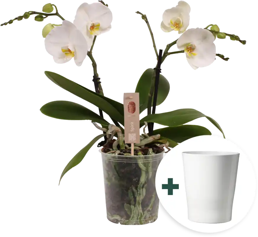 Koopje | bloomling Vlinderorchidee ‘Spirit White‘ inclusief Keramische Bloempot