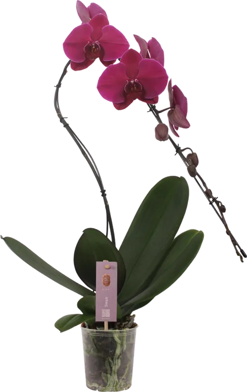 Nieuw binnen | bloomling Vlinderorchidee ‘Swan Lila‘
