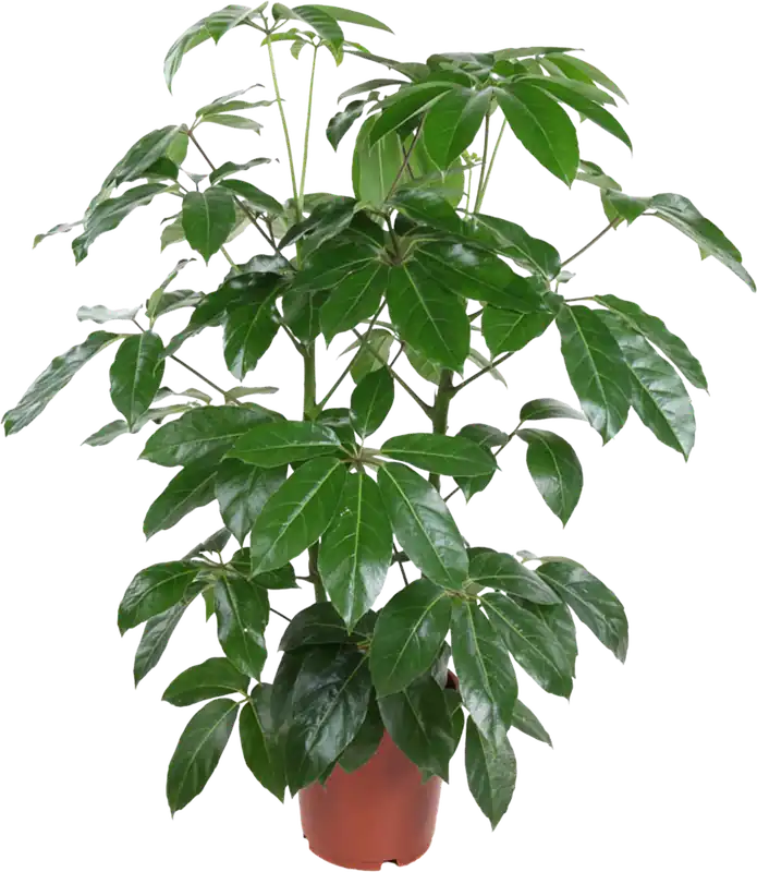 Sale | bloomling Vingerplan ‘Amate‘, Hoogte ca. 80-90 cm