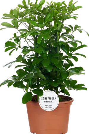 Aanrader - bloomling Vingerplant - Set van 3, Hoogte ca. 50 cm