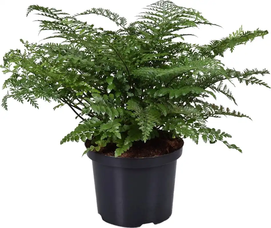 Prijsverlaging - bloomling Streepvaren ‘Parvati‘, Hoogte ca. 55 cm