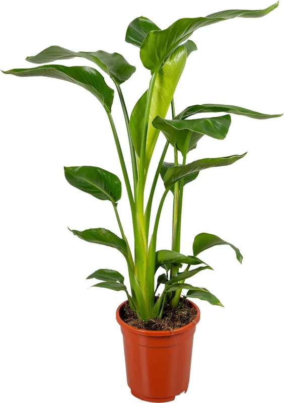 Erg populair | bloomling Strelitzia ‘Nicolai‘, Hoogte ca. 60-70 cm
