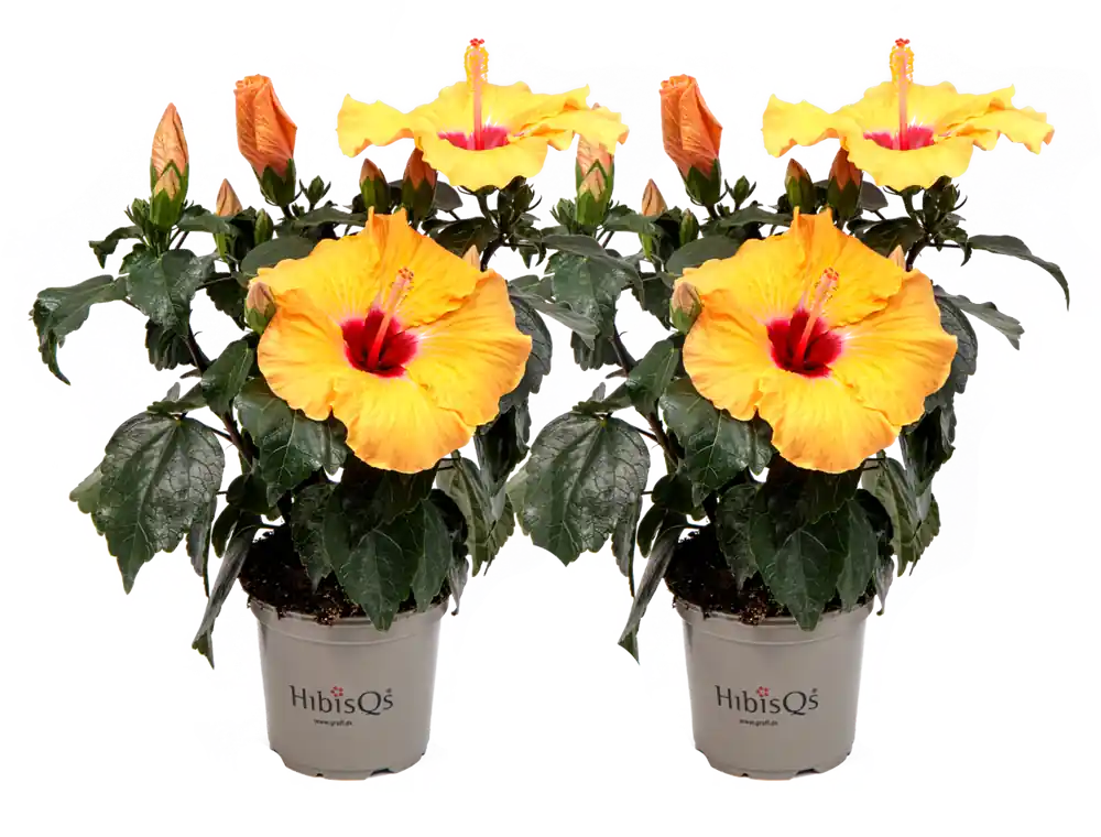Korting | bloomling Chinese Roos - Apricot HibisQs® - Set van 2