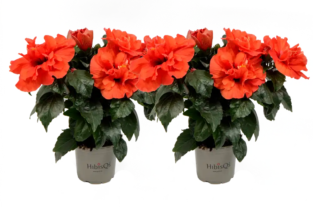 bloomling Chinese Roos - Double Orange HibisQs® - Set van 2 - Hoog gewaardeerd