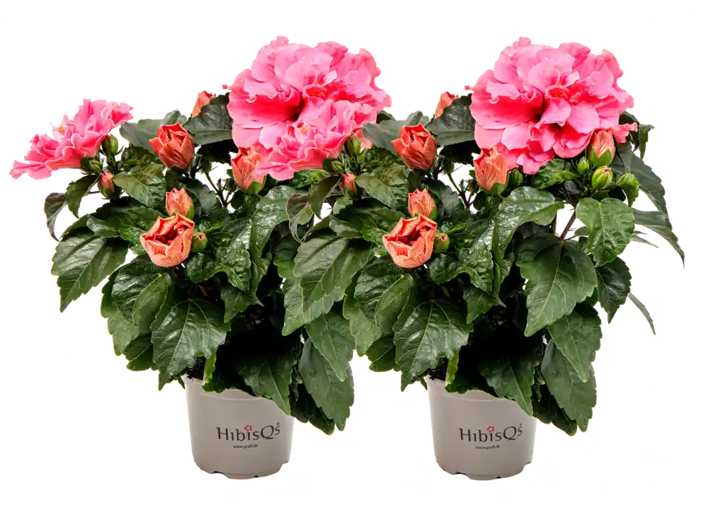 bloomling Chinese Roos - Double Pink HibisQs® - Set van 2 | Direct bestellen
