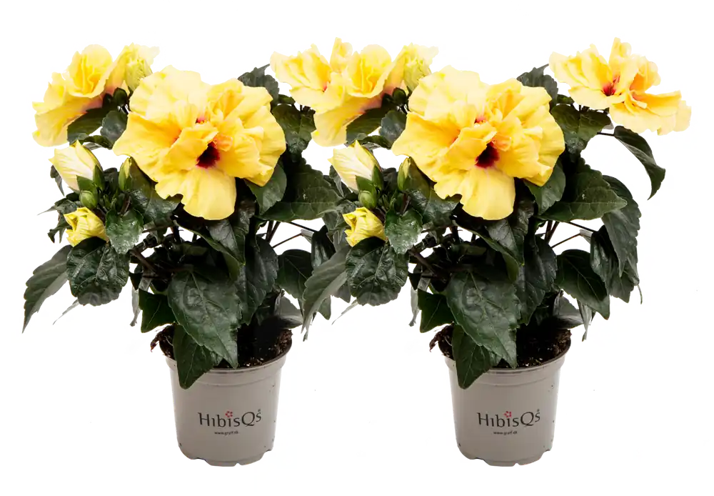 Premium - bloomling Chinese Roos - Double Yellow HibisQs® - Set van 2