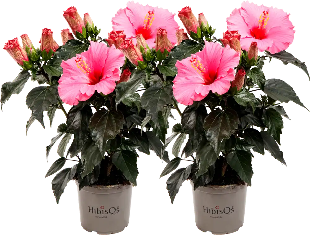 Laatste kans - bloomling Chinese Roos - Juno Pink HibisQs® - Set van 2