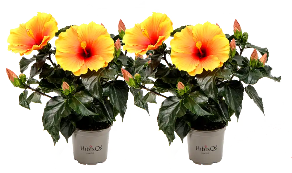 bloomling Chinese Roos - New Apollo HibisQs® - Set van 2 | Erg populair