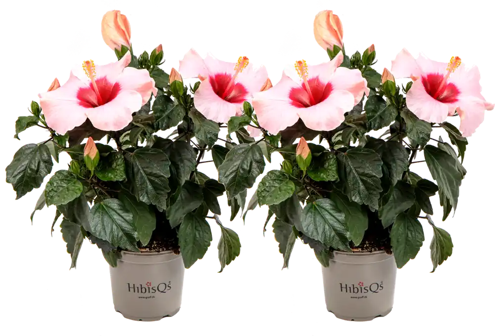 Op voorraad | bloomling Chinese Roos - Rosa HibisQs®- Set van 2