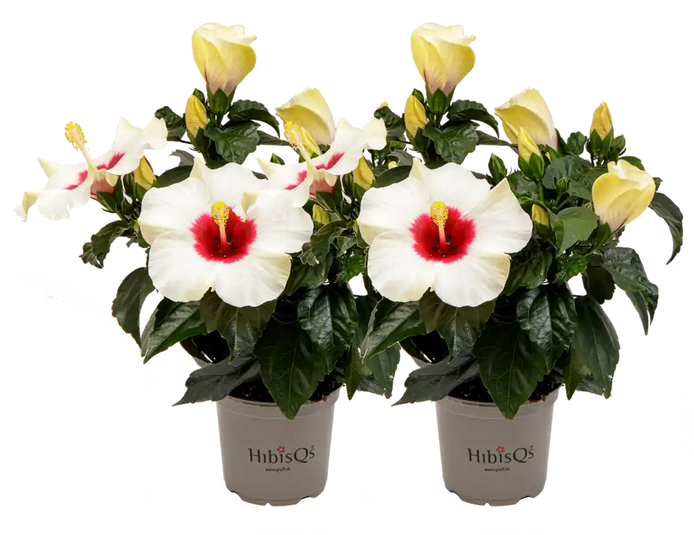 Goed beoordeeld | bloomling Chinese Roos - Wit - Set van 2