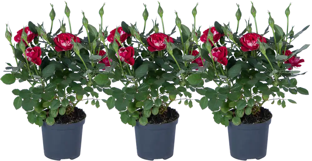 bloomling Dwergroos ‘Gigi‘ - Set van 3 | Gratis retourneren