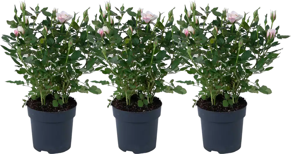 Snelle levering - bloomling Dwergroos ‘Pia‘ - Set van 3