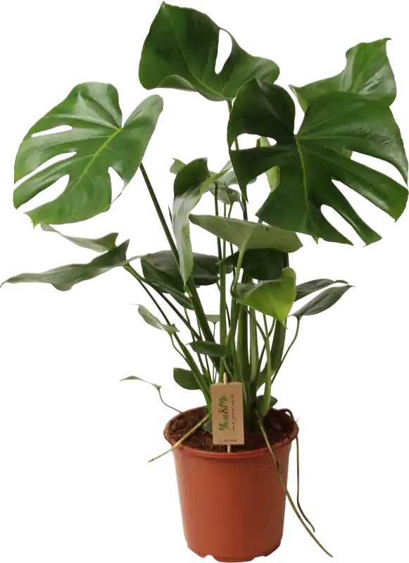 Nieuw product - bloomling Monstera - Gatenplant, Hoogte ca. 70-80cm