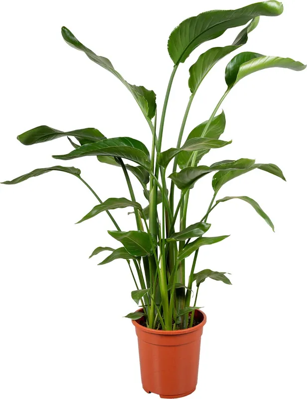 bloomling Strelitzia ‘Nicolai‘, Hoogte ca. 90-100 cm - Veel voordeel