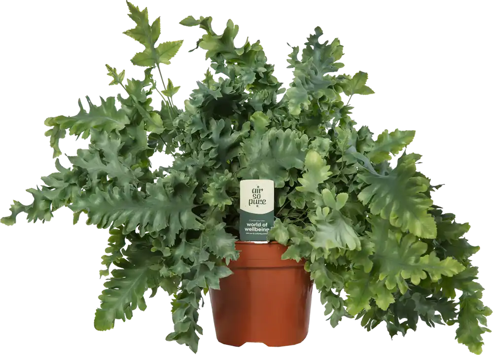 bloomling Zinkvaren ‘Davana‘, Hoogte ca. 45 cm | Sale