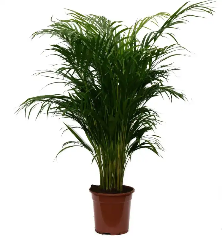 Dagdeal | bloomling Zinkvaren, Hoogte ca. 100-110 cm