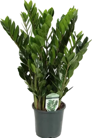 Zojuist toegevoegd - bloomling Zamioculcas, Hoogte ca. 60 cm