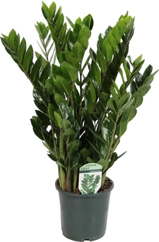 Zojuist toegevoegd - bloomling Zamioculcas, Hoogte ca. 60 cm