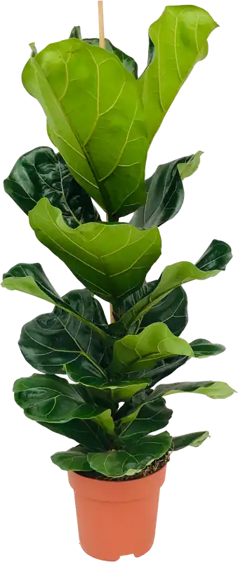 bloomling Vioolbladplant, Hoogte ca. 90-100 cm, ca. 90 - 100 cm - Premium