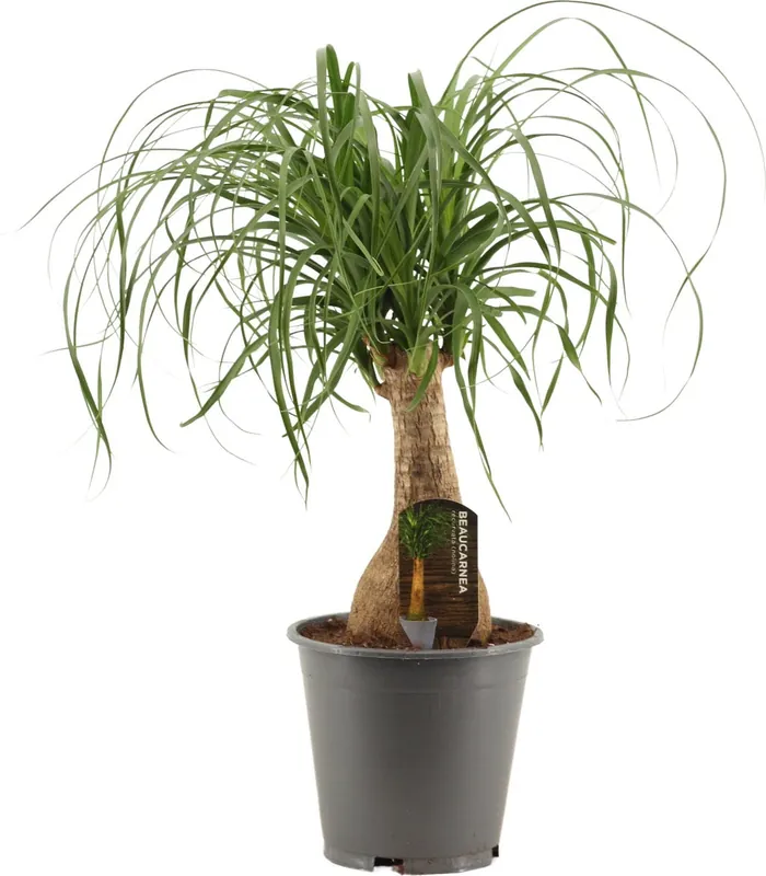 Nieuw - bloomling Olifantspoot, Hoogte ca. 55 cm