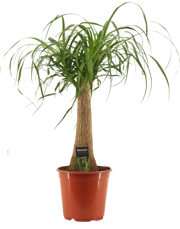 bloomling Olifantspoot, Hoogte ca. 70 cm | Aanbieding