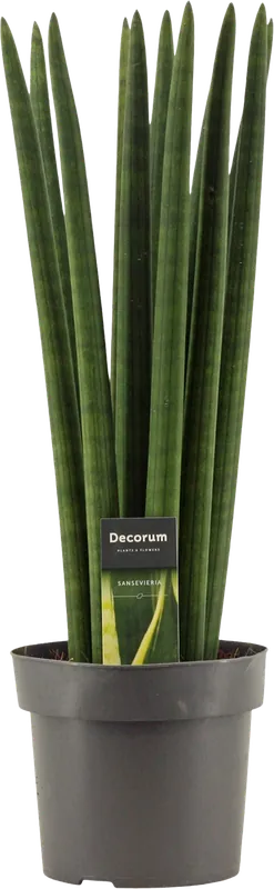 bloomling Sanseveria ‘Straight‘, Hoogte ca. 60 cm - Zeer goed beoordeeld