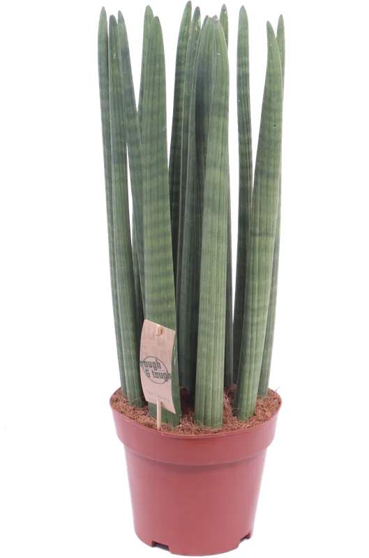 bloomling Sanseveria ‘Straight‘, hoogte ca. 70 cm | Veilig winkelen