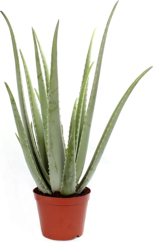 bloomling Aloë Vera, Hoogte ca. 60 cm | Nieuw binnen