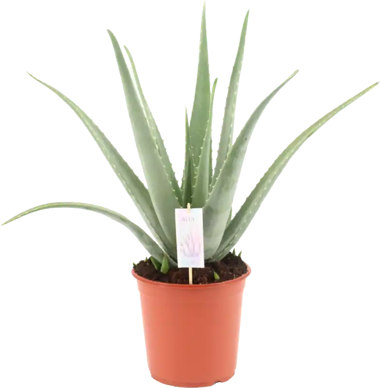 Tijdelijke aanbieding - bloomling Aloë Vera, Hoogte ca. 75 cm