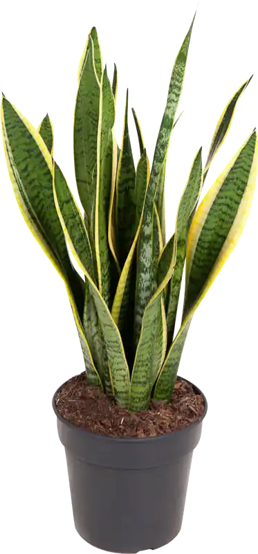 Scherpe prijs - bloomling Sanseveria ‘Laurentii‘ - Hoogte ca. 60-70 cm