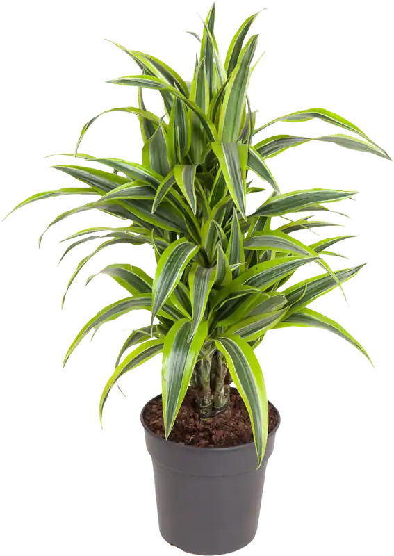 bloomling Geurende Drakenbloedboom ‘Lemon Lime‘, Hoogte ca. 70-80cm - Klaar voor verzending