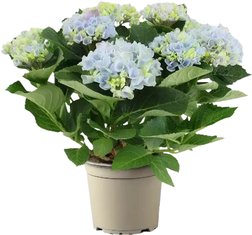 Veel voordeel | bloomling Hortensia ‘Magical Revolution®‘, Hoogte ca. 30 cm