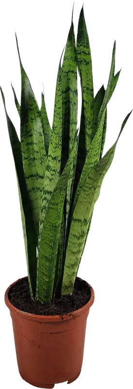 Direct van de fabrikant - bloomling Sanseveria ‘Zeylanica‘, Hoogte ca. 55-65 cm