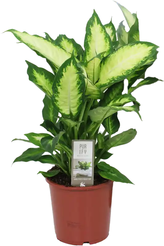 Zojuist toegevoegd - bloomling Dieffenbachia ‘Camilla‘, Hoogte ca. 50-60 cm
