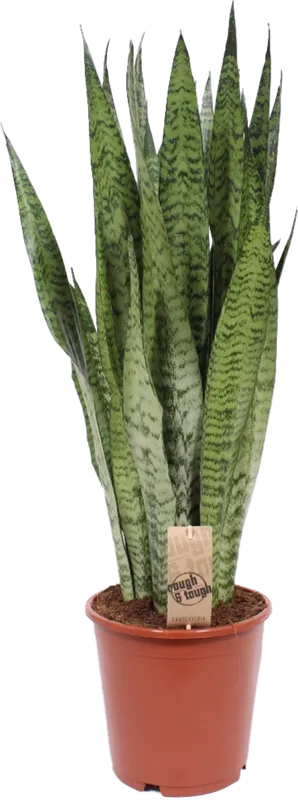 Slechts tijdelijk - bloomling Sanseveria ‘Zeylanica‘ - Hoogte ca. 80 cm