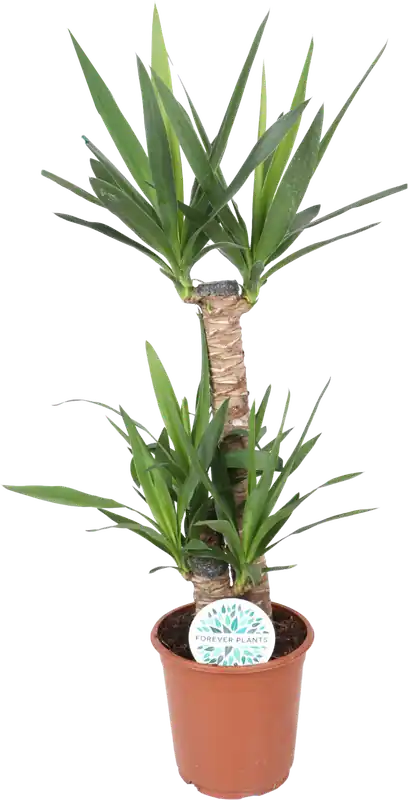 Topproduct - bloomling Palmlelie Set van 3, Hoogte ca. 90cm