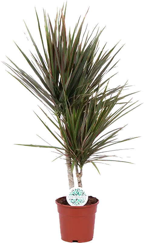 Op voorraad | bloomling Drakenbloeboom ‘Bicolor‘ 2 Takken, Hoogte ca. 65-75 cm
