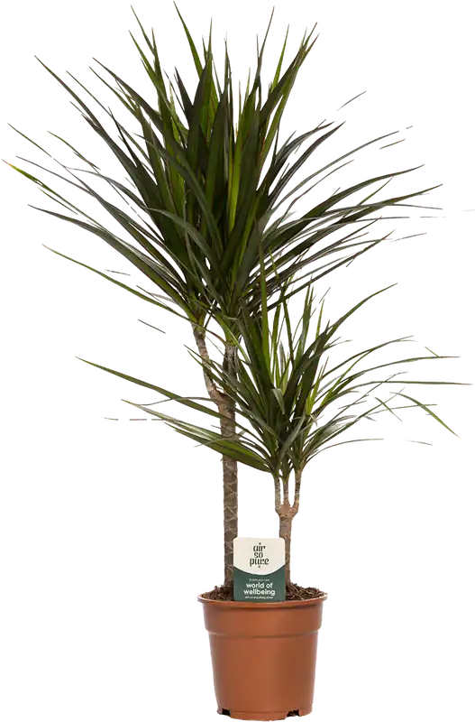bloomling Drakenbloedboom 2-Delig, Hoogte ca. 70-80cm | Tijdelijke aanbieding