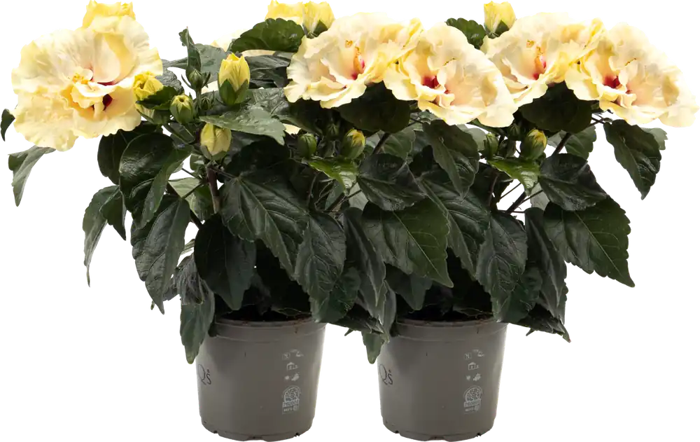 Premiumkwaliteit - bloomling Kamer Hibiscus ‘Double White‘ Gevuld - Set van 2